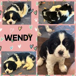 Wendy Peppercorn (pink collar) - Black white and tan female English Springer Spaniel puppy in Sylvania, Georgia from Bay Branch Bunch English Springer Spaniels