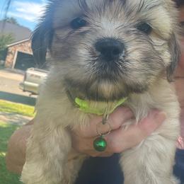 Charlie Bear AKC boy 3  hot green collar - Cream male Lhasa Apso puppy in Chico, California from Lhasa Apsos of northern Ca . Biewer terriers of northern California