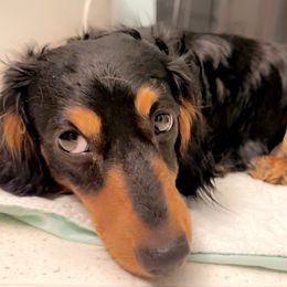 Dachshunds from Pine Ridge Mini Doxies