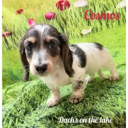 Cosmos - Blue and cream male Dachshund puppy in Grove, Oklahoma from Dachs on the lake