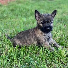Nancy - Red brindle female Cairn Terrier puppy in Mountain Grove, Missouri from CreekTop