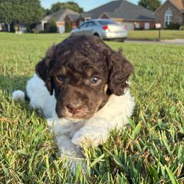 Blue Collar - Brown male Poodle puppy in Huntsville, Alabama from Flint River Poodles