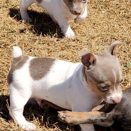 Teddy Roosevelt Terrier Puppies from Travelin' Man Terriers