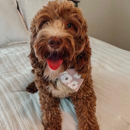 Briar - Goldendoodle