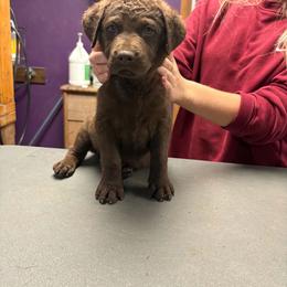 Aqua - Dark brown female Chesapeake Bay Retriever puppy in Plainwell, Michigan from Gun River Chesapeake Bay Retrievers