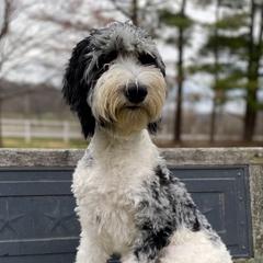 Anna - Blue merle Aussiedoodle puppy in New Philadelphia, Ohio from Oldtown Doodles