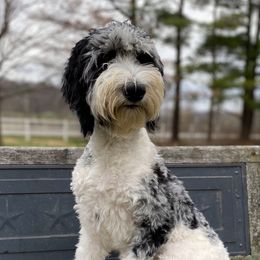 Anna - Blue merle Aussiedoodle puppy in New Philadelphia, Ohio from Oldtown Doodles