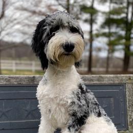 Anna - Blue merle Aussiedoodle puppy in New Philadelphia, Ohio from Oldtown Doodles