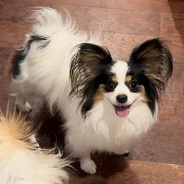 Candy - Papillon