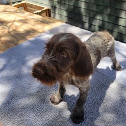 Clarisse - Chestnut and gray female Wirehaired Pointing Griffon puppy in Flagstaff, Arizona from Agassiz Wirehaired Pointing Griffons