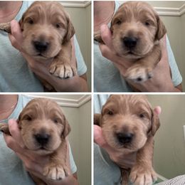 Goldendoodle Puppies from Tennessee Dandy Doodles