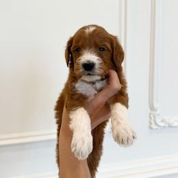 BASIL - Parti male Goldendoodle puppy in Independence, Oregon from ANKENY DOODLES