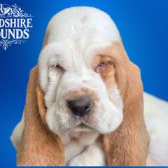 Girl 1 - Basset Hound puppy in Melbourne, Florida from Woodshire Hounds
