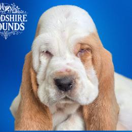Girl 1 - Basset Hound puppy in Melbourne, Florida from Woodshire Hounds