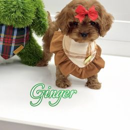 Ginger - Red female Cavapoo puppy in Buford, Georgia from Petite Posh Puppies