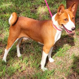 Rags - Basenji