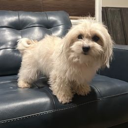 Bristol - Havanese