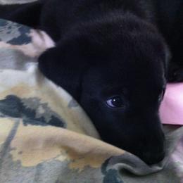 Labrador Retriever Puppies from Rock Branch Retrievers