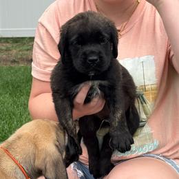 Shaboozey - Brindle male Mastiff puppy in Sioux Falls, South Dakota from Clearbrook Mastiffs