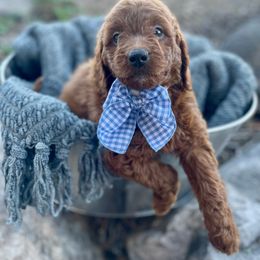 Daisy - Red  female Goldendoodle puppy in South Jordan, Utah from Wasatch Pup