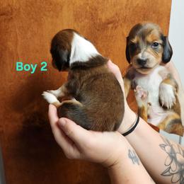 Wrex (boy 2) - Piebald male Dachshund puppy in Grants Pass, Oregon from Climate City Doxies