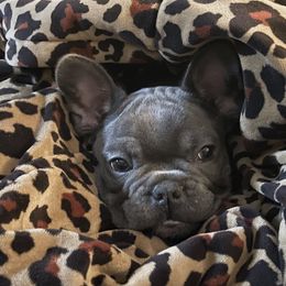 French Bulldog Puppies from Blue Lotus Frenchies