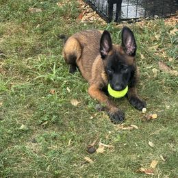 Red collar - Red sable male Belgian Malinois puppy in Russellville, Kentucky from KCK9