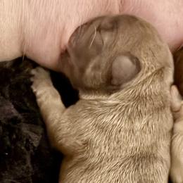 Holly - Blue fawn female French Bulldog puppy in Kalispell, Montana from Grace & Grit Frenchies