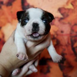 Boston Terrier Puppies from Piper Hill Bostons