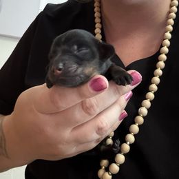 Girl 2 - Black and cream female Dachshund puppy in Canastota, New York from Diamond Dachshunds