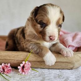 Randall - Red merle male Australian Shepherd puppy in Mountain Grove, Missouri from K Bar H Farms