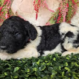Pink collar - Parti female Poodle puppy in Spring Branch, Texas from Bear Hills kennel