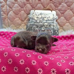 Princess Peach - Chocolate and tan female Yorkshire Terrier puppy in Dallas, Texas from JBzPawz