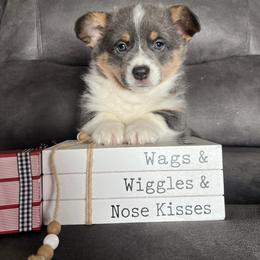 Levi - Gray and white male American Corgi puppy in Stuart, Iowa from Johnson Family Paws