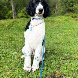 Ivg - Goldendoodle