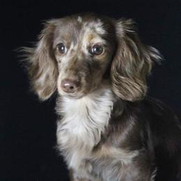 Dachshunds from Circle City Dachshunds