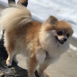 Pomeranians from Perfect Poms