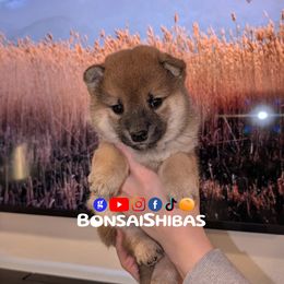 NIMO - Red male Shiba Inu puppy in Minnesota from BonsaiShibas