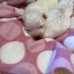 Bolognese Puppies from Mesilla Valley Bolognese