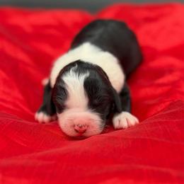 Madonna - Black and white female Bernedoodle puppy in Willacoochee, Georgia from Kitandkboodle's Doodles