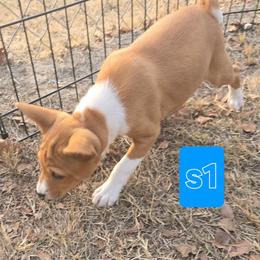 Solo girl 1 - Red and white female Basenji puppy in Caldwell, Texas from Candyce Witte