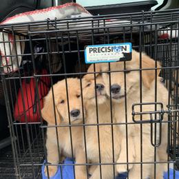 Golden Retriever Puppies from Lake Champlain Goldens