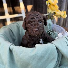 Hershey - Chocolate male Goldendoodle puppy in Etna, California from SRS Goldendoodles