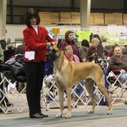 Great Dane Puppies from Weco Danes