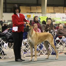 Great Dane Puppies from Weco Danes