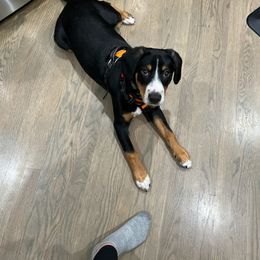 Entlebucher Mountain Dog Puppies from Feather Farm's Entles