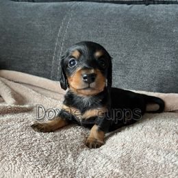 Boy 2 - Dachshund puppy in Perris, California from Doxie_pupps