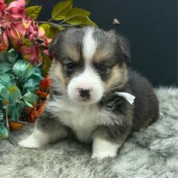 Snickers - Black and white male American Corgi puppy in Missouri from Country Legends Aussies & Corgis