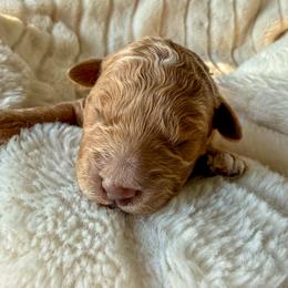 Sugar - Apricot female Goldendoodle puppy in Battleground, Washington from Doodles Delight PNW