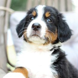 Sunny - Tri-color male Bernedoodle puppy in Delta, Pennsylvania from KEE Bernedoodles